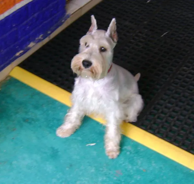 schnauzer miniatura blanco busca novia en Centro schnauzer miniatura blanco busca novia en Centro