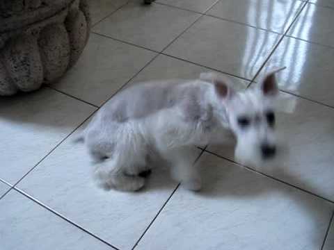 Schnauzer miniatura blanco Camila 2 - YouTube Schnauzer miniatura blanco Camila 2 - YouTube