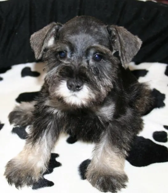 El schnauzer miniatura | el blog de la raza schnauzer en miniatura El schnauzer miniatura | el blog de la raza schnauzer en miniatura