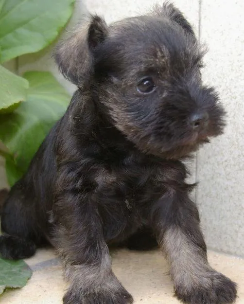 El schnauzer miniatura | el blog de la raza schnauzer en miniatura