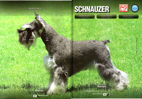 Schnauzer Miniatura Hacienda Tornado criadero de perros raza ...