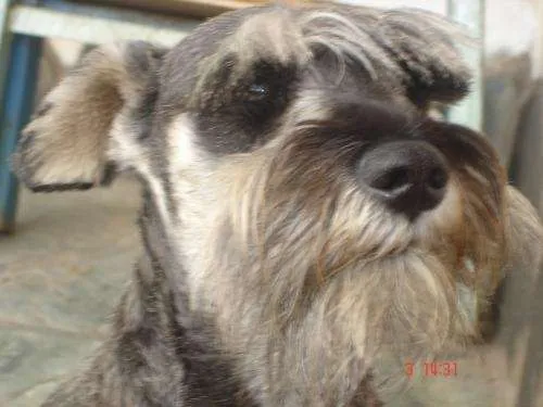 De Schnauzer Mini Sal Y Pimienta Buenos Aires Animales Mascotas ... De Schnauzer Mini Sal Y Pimienta Buenos Aires Animales Mascotas ...