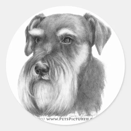 Schnauzer Pegatina Redonda | Zazzle