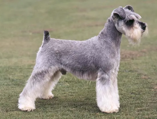 Schnauzer | Todo sobre perros | Razas de perros | Juegos para perros