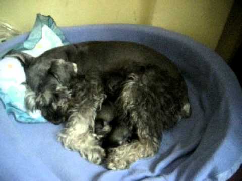 schnauzer recien nacidos dolly - YouTube