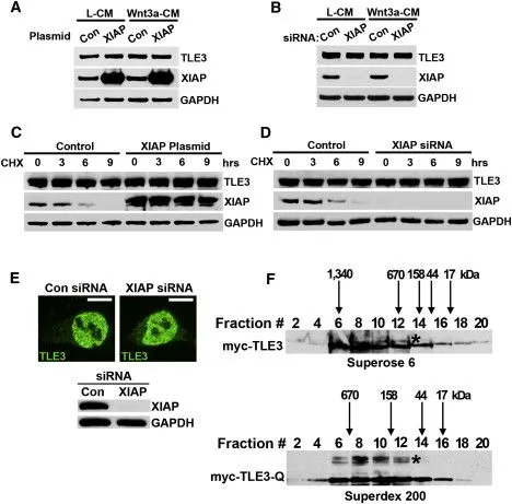 ScienceDirect.com - Molecular Cell - XIAP Monoubiquitylates ...