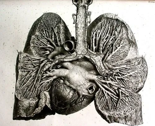 Scientific Illustration | Anatomical drawing : heart and lungs ... Scientific Illustration | Anatomical drawing : heart and lungs ...