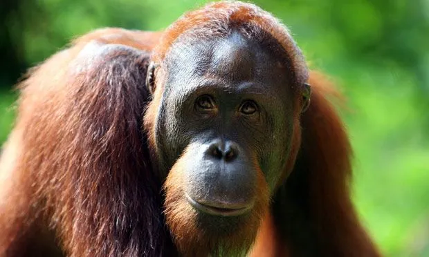 Scientists use drones to monitor the orangutan in Asia's ... Scientists use drones to monitor the orangutan in Asia's ...