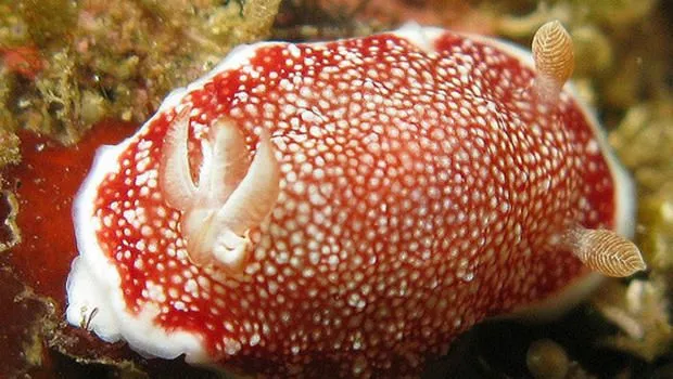 ScyKness | Biología, más que una ciencia. | Página 13