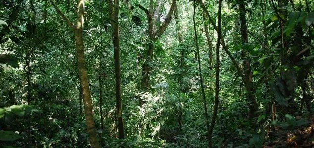 Secret Nazi hideout found in Argentine jungle - Unexplained Mysteries Secret Nazi hideout found in Argentine jungle - Unexplained Mysteries