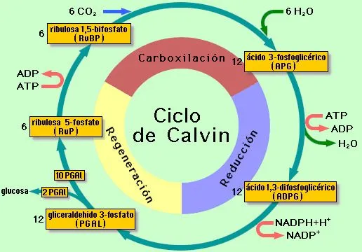 EL SECRETO DE LAS PLANTAS | los dragones del edén