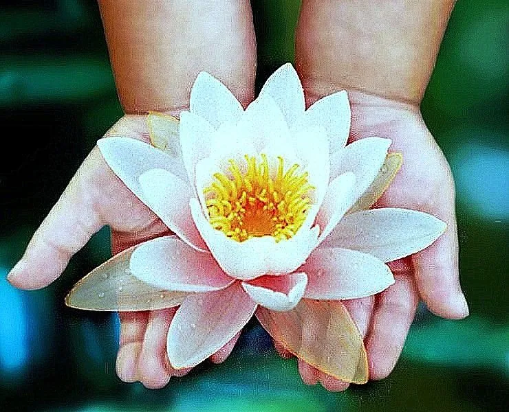 SECRETOS DEL CORAZON: Me siento como ...la flor de Loto..... SECRETOS DEL CORAZON: Me siento como ...la flor de Loto.....