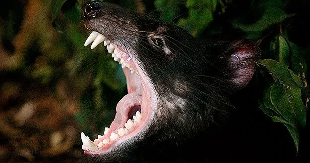 Secretos Del Mundo Animal: El Demonio de Tasmania podría ganar la ...