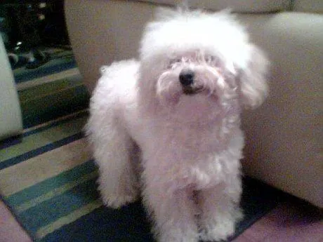 En el sector Estadio de Temuco buscan a un perrito poodle perdido ...