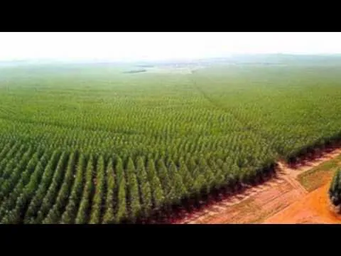 Sector Primario - YouTube