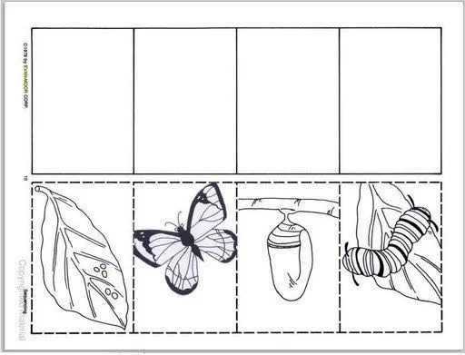 SECUENCIA ORUGA MARIPOSA PARA COLOREAR