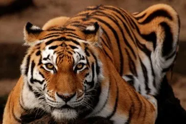 Secuencian el genoma de grandes felinos en peligro de extinción ...