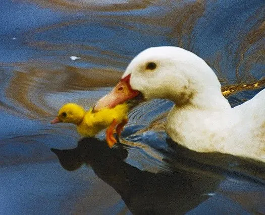Sed Niños: Cuentos: Carrera de patos.