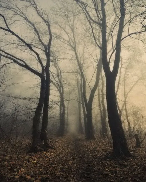 I see you, eguiissss: Amo los bosques oscuros