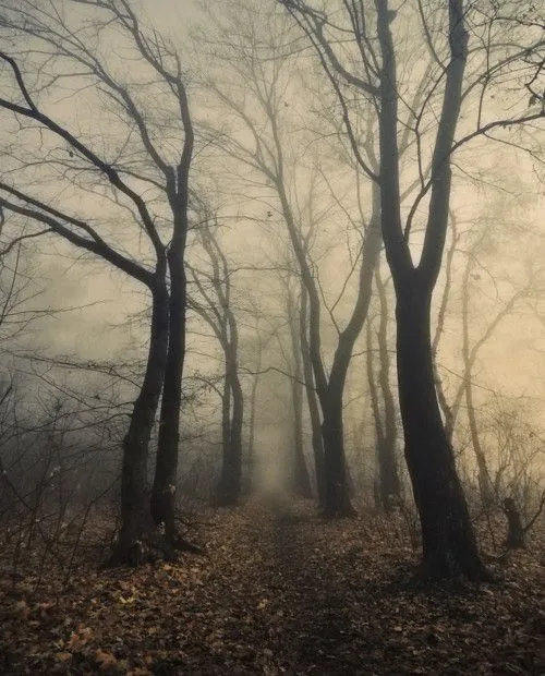 I see you, eguiissss: Amo los bosques oscuros I see you, eguiissss: Amo los bosques oscuros