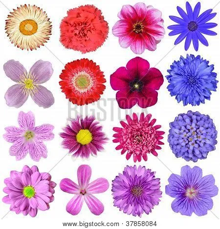 Gran selección de coloridas flores, aislado sobre fondo blanco ...