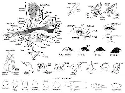 Seleccione Reales Dijes: Observación de aves, para dummies Seleccione Reales Dijes: Observación de aves, para dummies