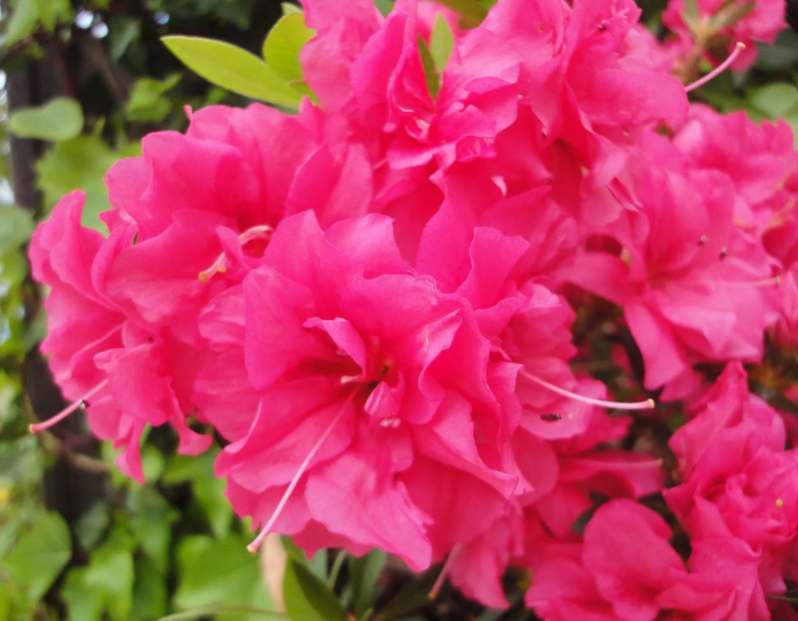 El sello verde: Coleccionismo y jardinería.: Azaleas El sello verde: Coleccionismo y jardinería.: Azaleas