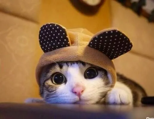 lo se,lo se.... soy demasiado tierno para ti.... | gatitos super ... lo se,lo se.... soy demasiado tierno para ti.... | gatitos super ...