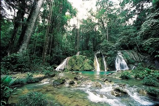 SELVA O BOSQUE HUMEDO TROPICAL | NATURE N ENVIRONMENT!! SELVA O BOSQUE HUMEDO TROPICAL | NATURE N ENVIRONMENT!!