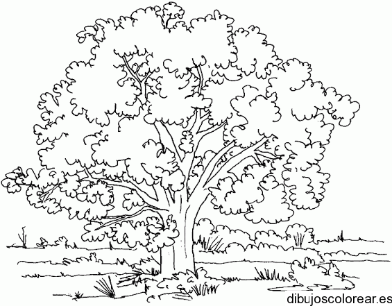Dibujo de un gran árbol en la selva | Dibujos para Colorear