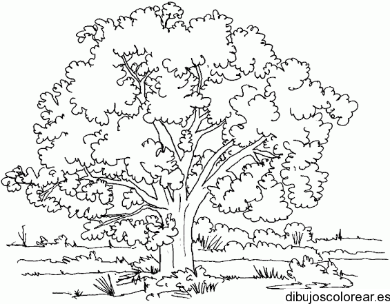 Dibujo de un gran árbol en la selva | Dibujos para Colorear Dibujo de un gran árbol en la selva | Dibujos para Colorear