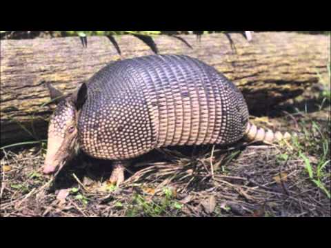 Selva Seca final.m4v - YouTube