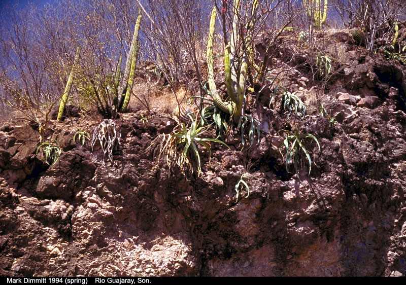 Selva seca (II)