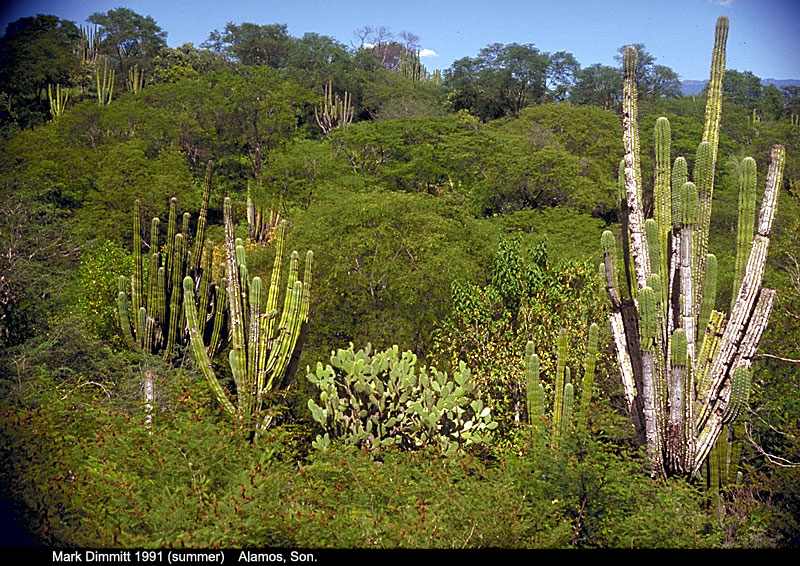 Selva seca (II) - INFOJARDIN