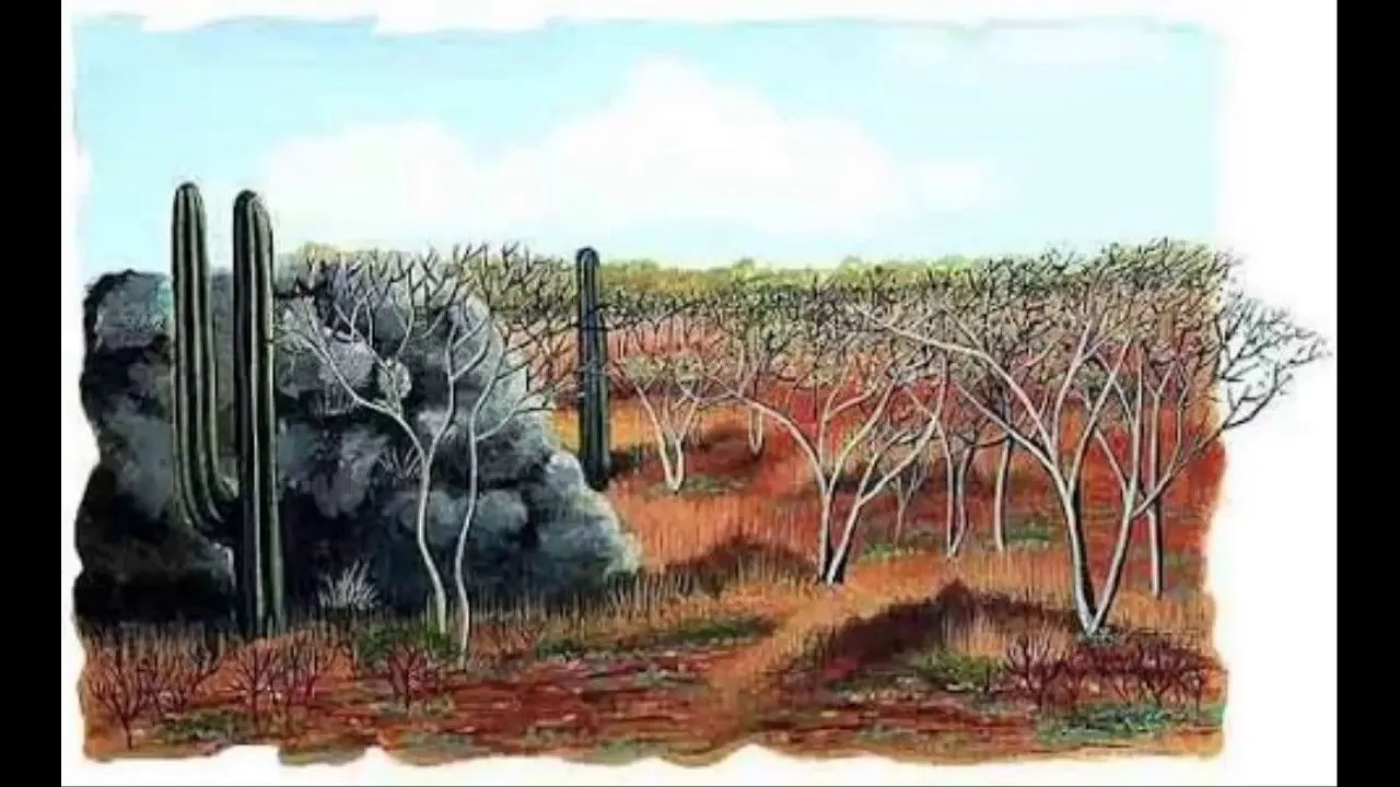 SELVA SECA - YouTube