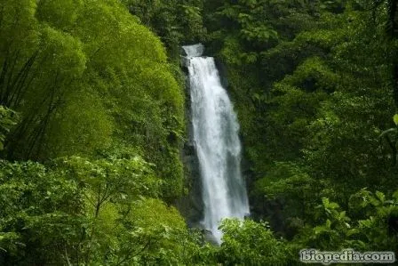 Selva tropical | BIOPEDIA