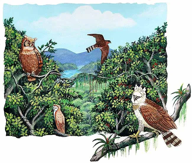 Selva Tropical (página 2) - Monografias.