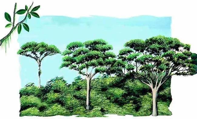 Selva Tropical (página 2) - Monografias.