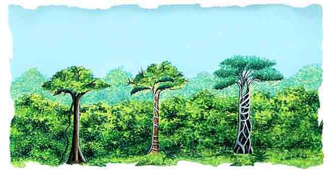 Selva Tropical (página 2) - Monografias.com Selva Tropical (página 2) - Monografias.com