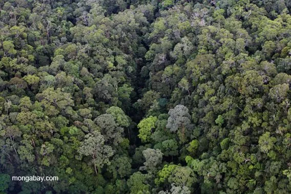De selva tropical a palmas de aceite en imágenes
