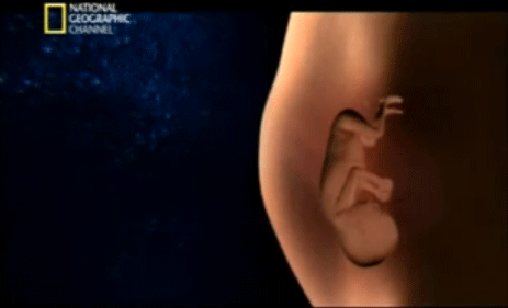 SEMANA 14: Empieza tu segundo trimestre | Club Madres SEMANA 14: Empieza tu segundo trimestre | Club Madres