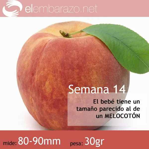 El tamaño de tu bebé, semana a semana | elembarazo.net El tamaño de tu bebé, semana a semana | elembarazo.net