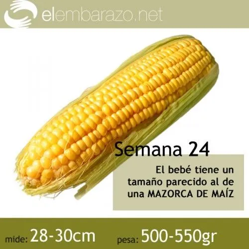 Semana 24 de gestación | El Embarazo: todo lo que una embarazada ...