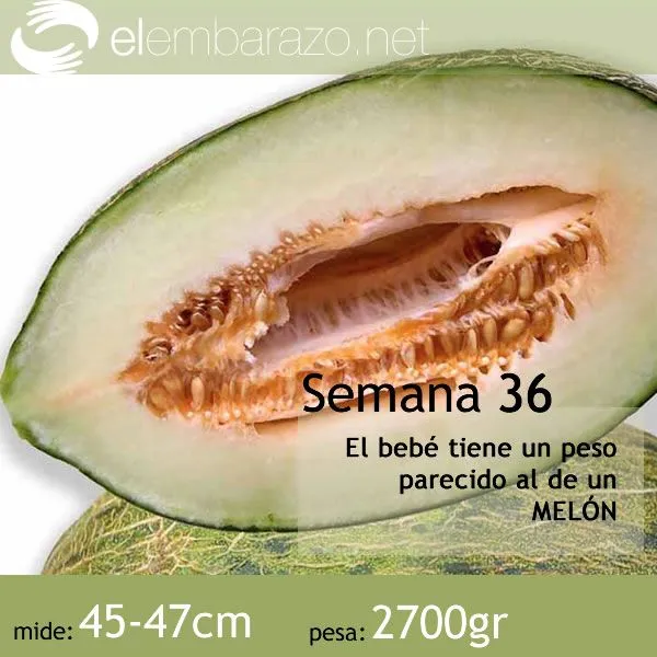 Semana 36 de gestación | elembarazo.net
