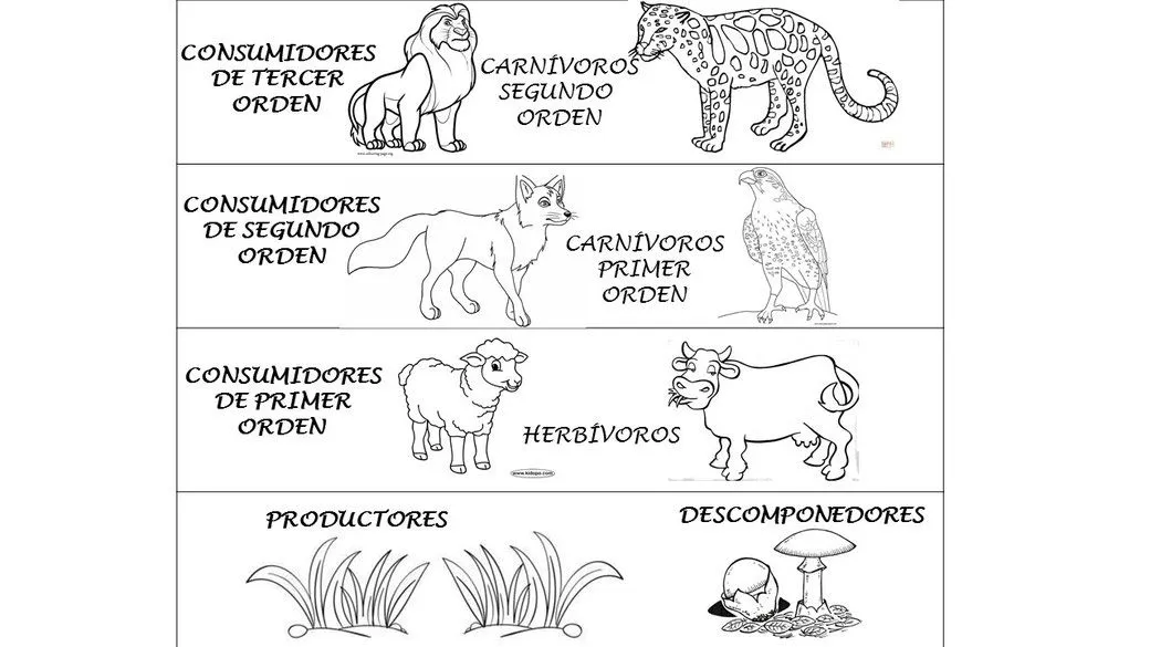 Semana 3 - Página web de nevifulowu
