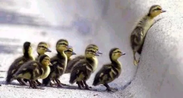 ... semanacult08 enigmas patos jpg http www tuswallpapersgratis ... semanacult08 enigmas patos jpg http www tuswallpapersgratis