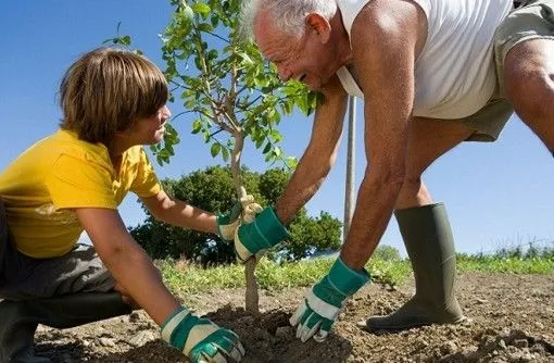 Aprende a sembrar un árbol - Area Verde
