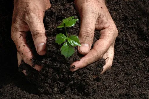 Cómo sembrar un árbol - Ideas para jardines y decoración Cómo sembrar un árbol - Ideas para jardines y decoración