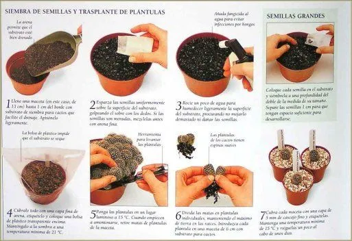 Como sembrar cactus y suculentas | How to Succulents and Planters ... Como sembrar cactus y suculentas | How to Succulents and Planters ...