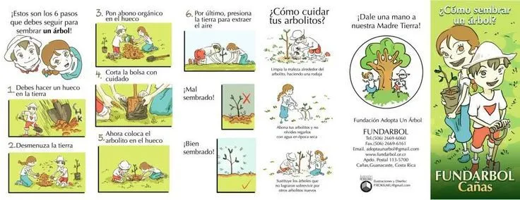 Cómo sembrar y cuidar un arbol. (How to plant and care for a tree ...